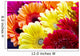 Gerbera Flowers Wall Decal