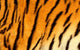 Bengal tiger skin. Wall Mural