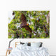 Full open wings of flying male Lyle's flying fox Wall Mural