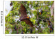 Full open wings of flying male Lyle's flying fox Wall Mural
