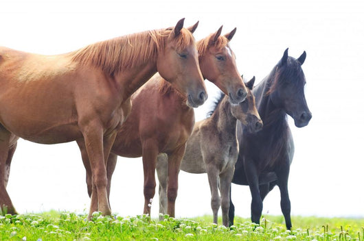 Wild Horses Graze Green