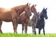 Wild Horses Graze Green