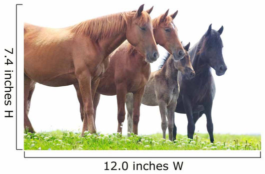 Wild Horses Graze Green