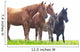 Wild Horses Graze Green