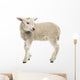 Sheep Lamb Wall Decal