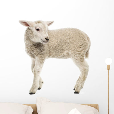 Sheep Lamb Wall Decal shown on a wall