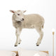 Sheep Lamb Wall Decal