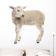 Sheep Lamb Wall Decal