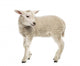 Sheep Lamb Wall Decal