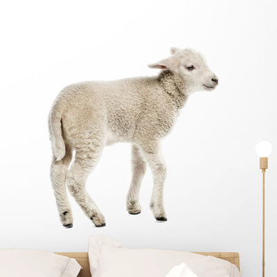 Baby Sheep Lamb Wall Decal shown on a wall
