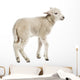 Baby Sheep Lamb Wall Decal