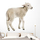 Baby Sheep Lamb Wall Decal
