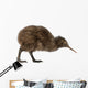 Kiwi Bird Wall Decal
