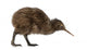 Kiwi Bird Wall Decal