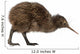Kiwi Bird Wall Decal