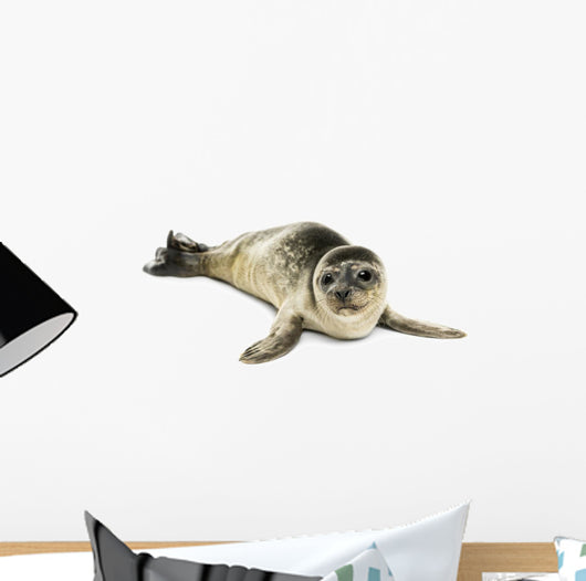 Common Seal Pup White