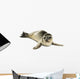 Common Seal Pup White