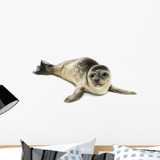 Common Seal Pup White