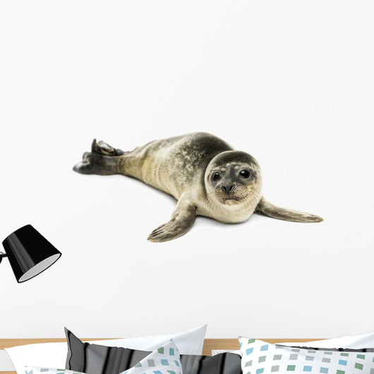 Common Seal Pup White