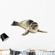 Common Seal Pup White