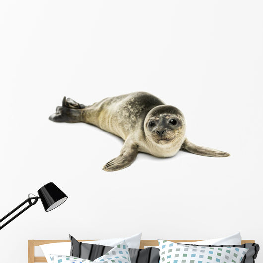 Common Seal Pup White