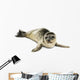 Common Seal Pup White