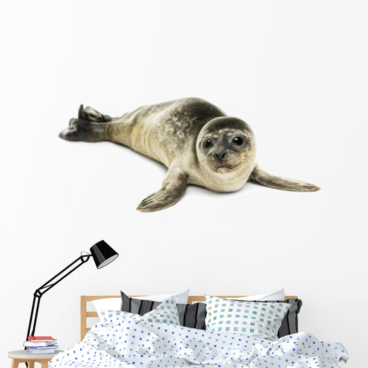 Common Seal Pup White