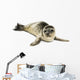 Common Seal Pup White