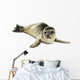 Common Seal Pup White