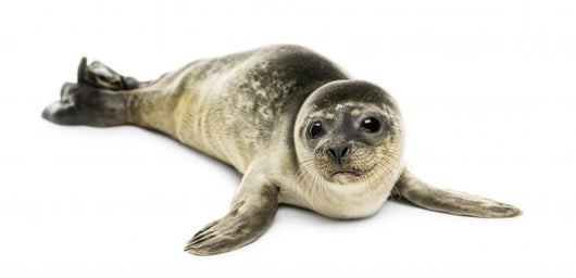 Common Seal Pup White