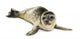 Common Seal Pup White
