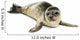 Common Seal Pup White