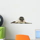 Common Seal Pup Wall Decal