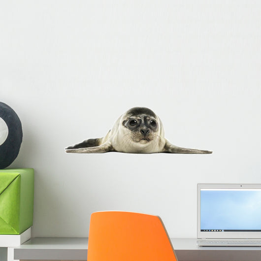Common Seal Pup Wall Decal