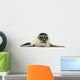 Common Seal Pup Wall Decal