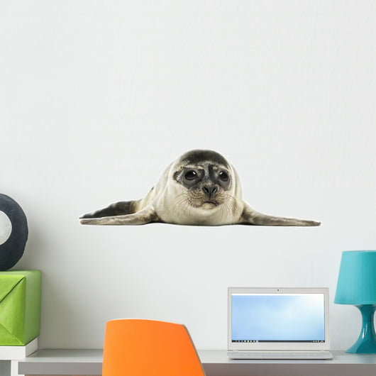 Common Seal Pup Wall Decal