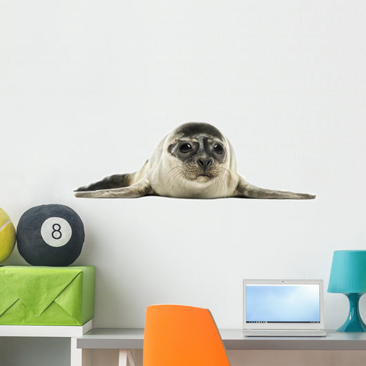 Common Seal Pup Wall Decal
