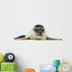 Common Seal Pup Wall Decal