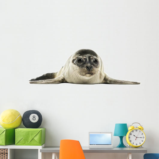 Common Seal Pup Wall Decal