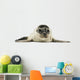 Common Seal Pup Wall Decal