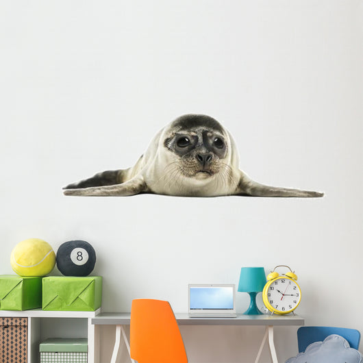 Common Seal Pup Wall Decal