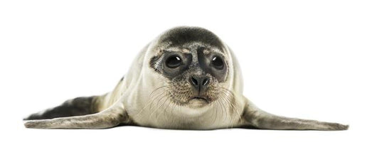 Common Seal Pup Wall Decal