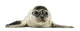 Common Seal Pup Wall Decal