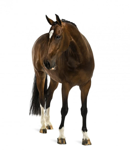 Rheinlander Horse Wall Decal