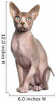 Sphynx 1 Year Old