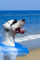Pooch in Paradise Wall Mural