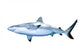 Shark Wall Decal