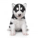 little husky puppy Wall Decal