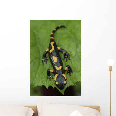 Salamander Lizard Wall Mural shown on a wall