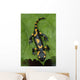 Salamander lizard Wall Mural